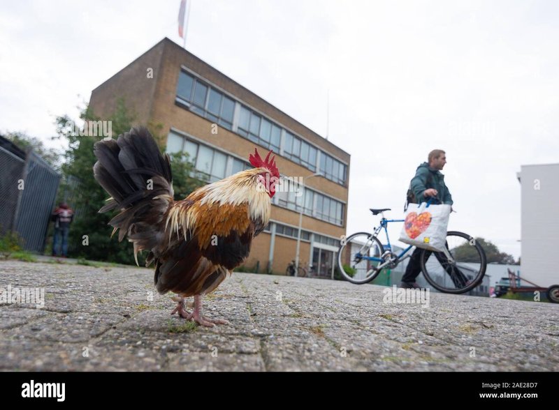 Geniet van het Populaire Spel van Chicken Road in een Nederlandse Casino Online in Netherlands